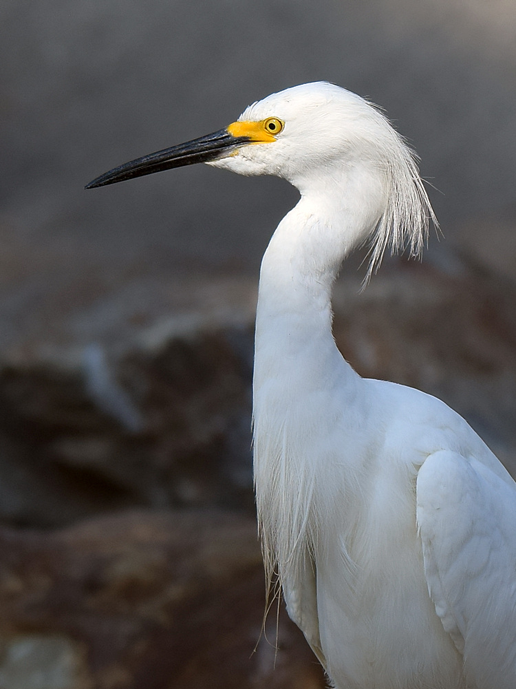 Egret9.jpg