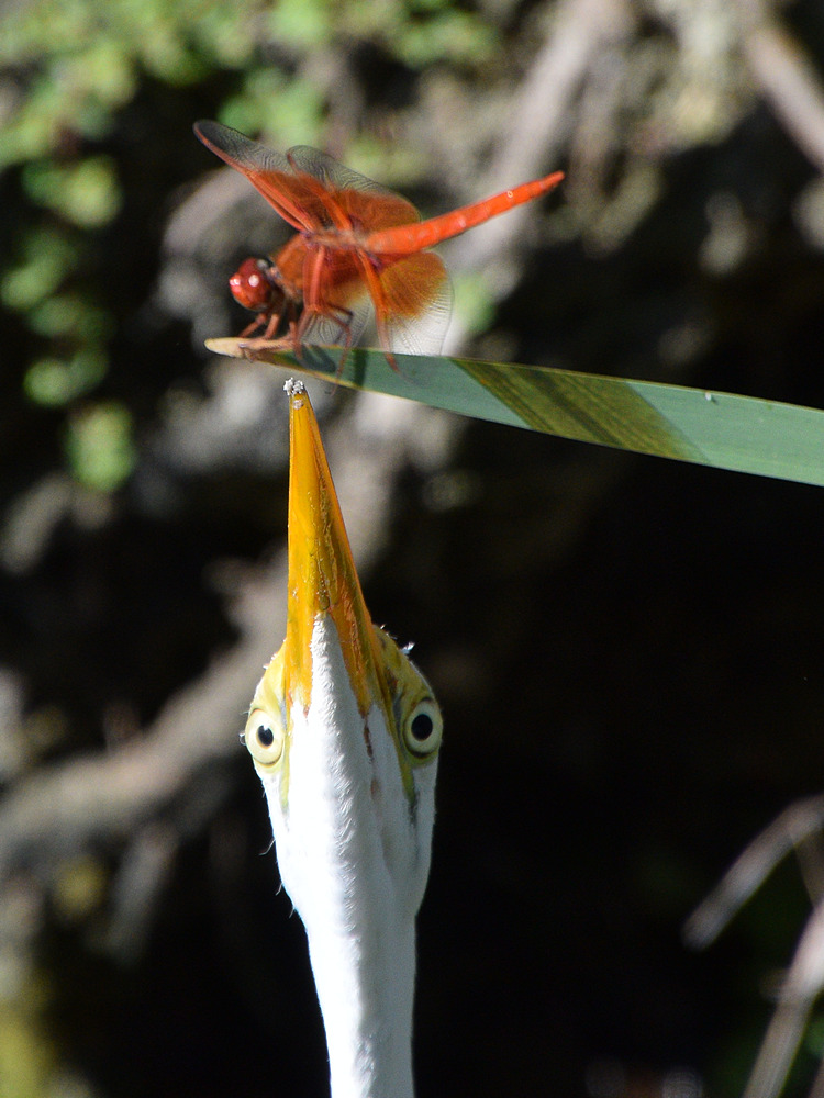 Egret9.jpg