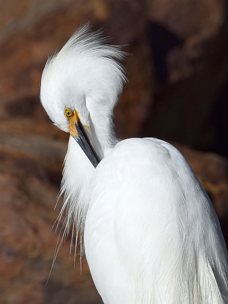 Egret9.jpg