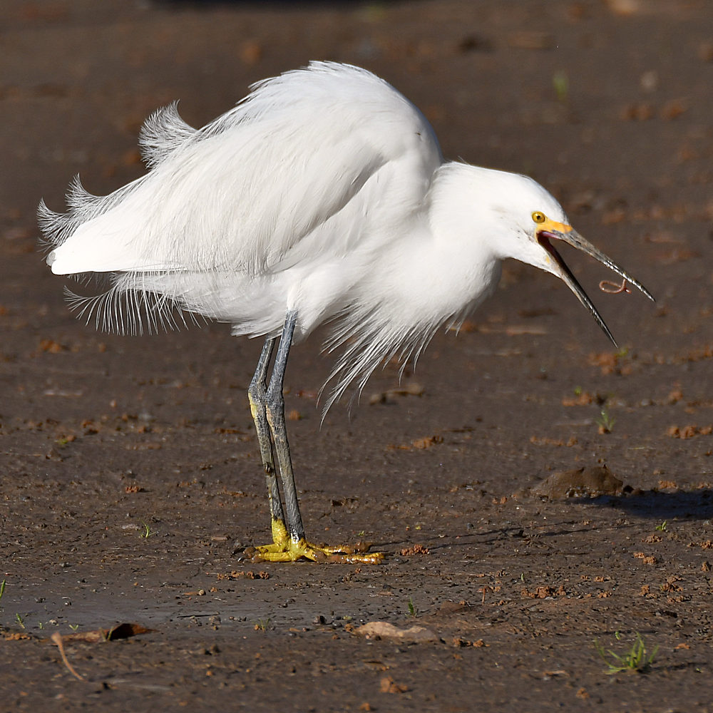 Egret9.jpg