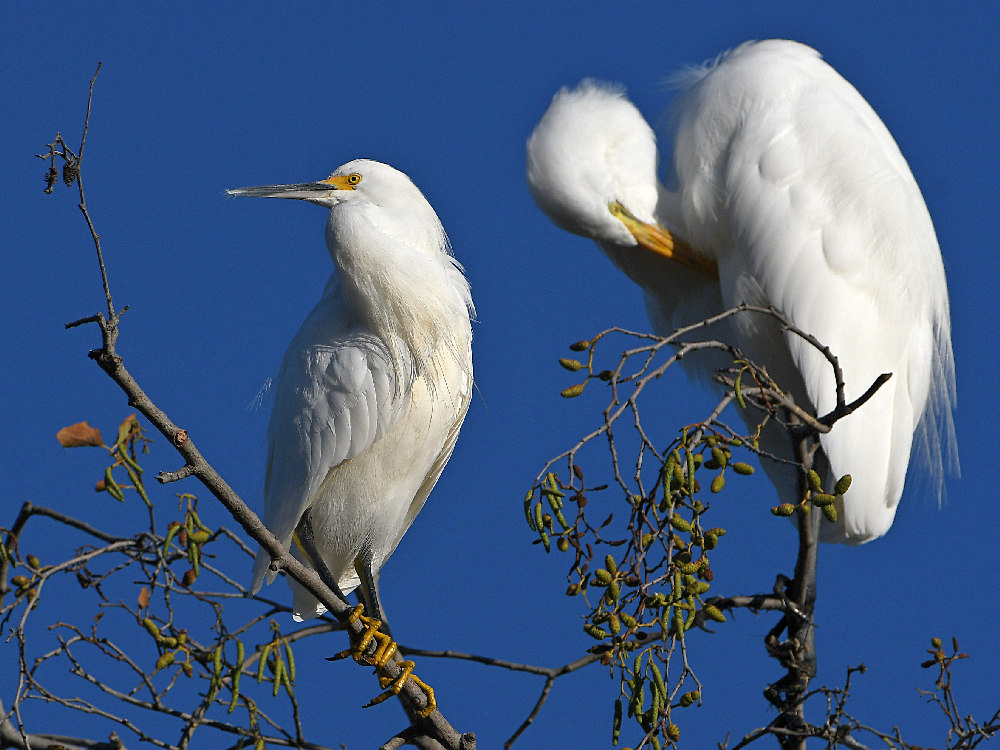 Egret9.jpg
