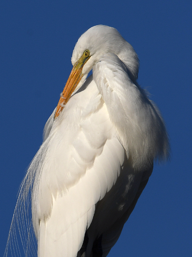 Egret9.jpg