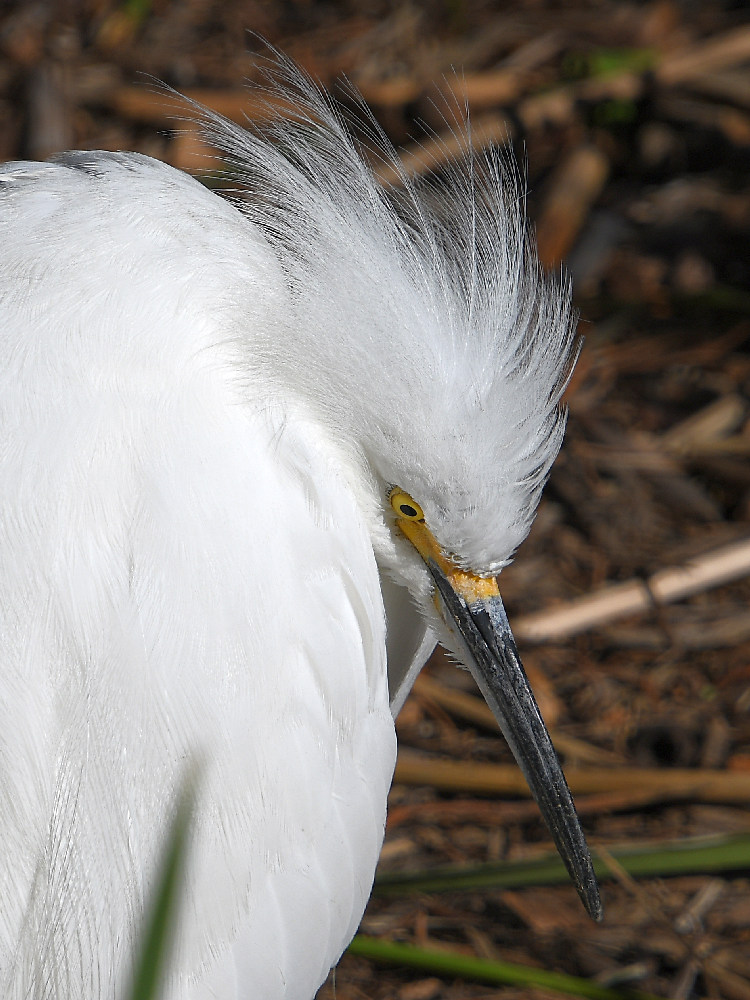 Egret9.jpg