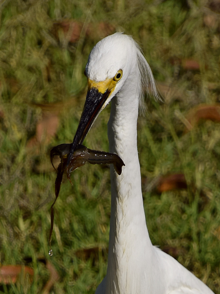 Egret9.jpg