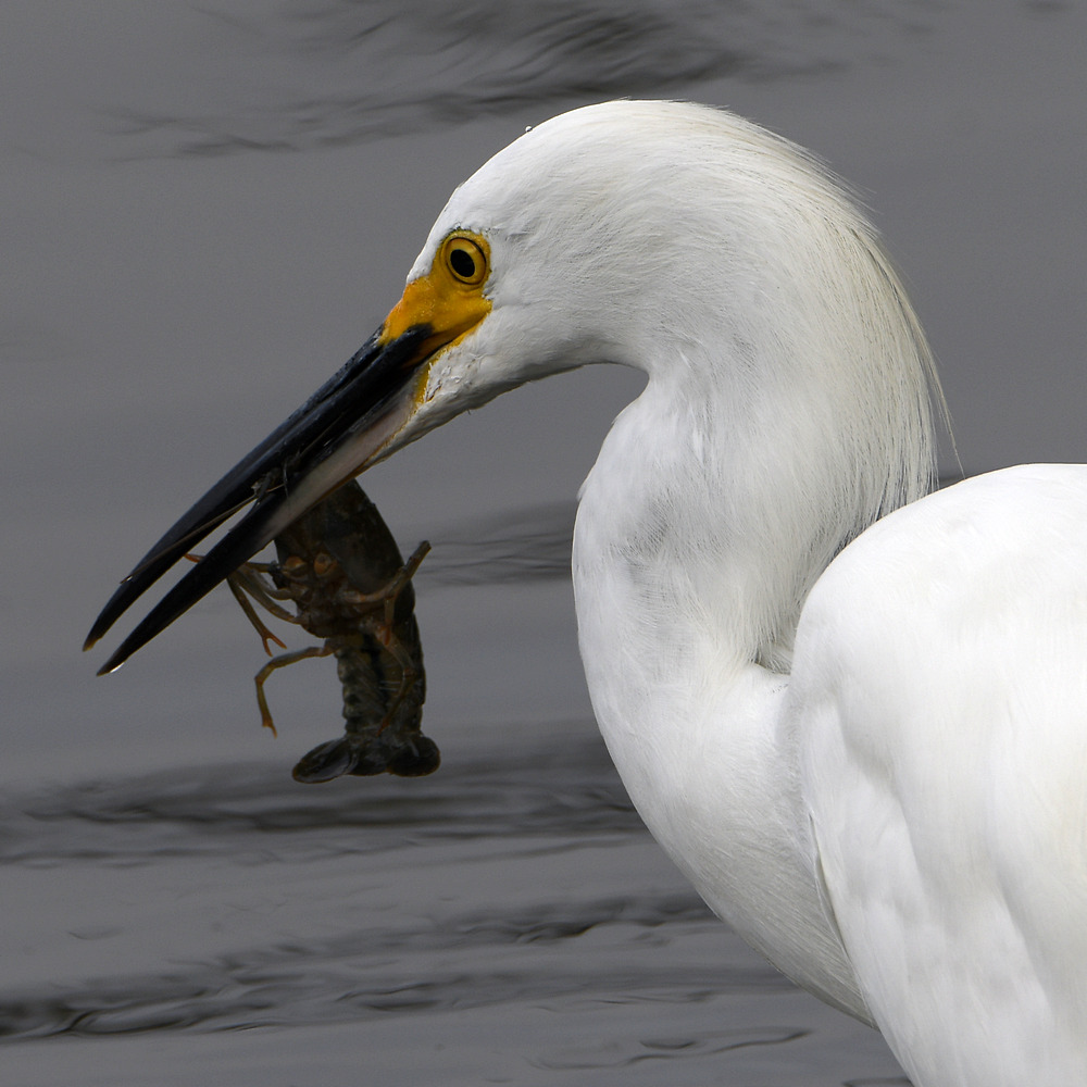 Egret9.jpg