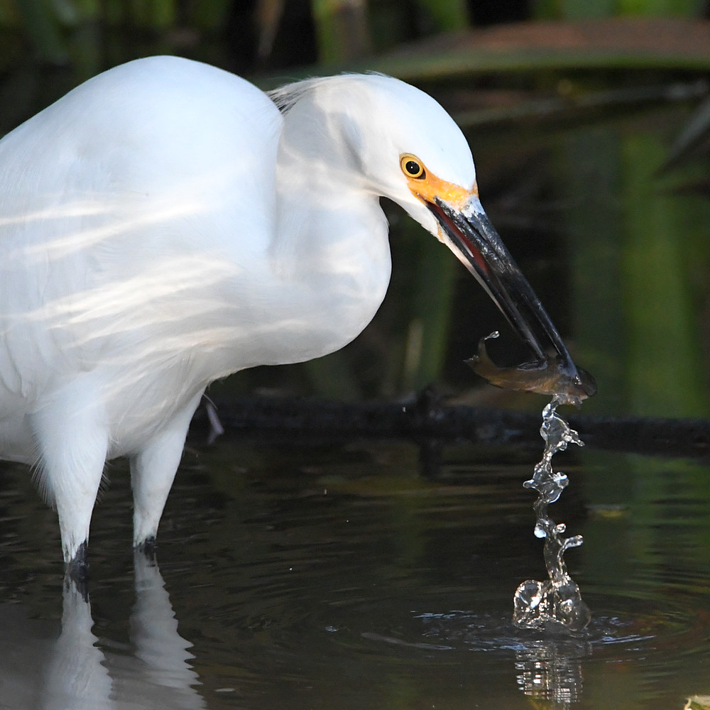 Egret9.jpg