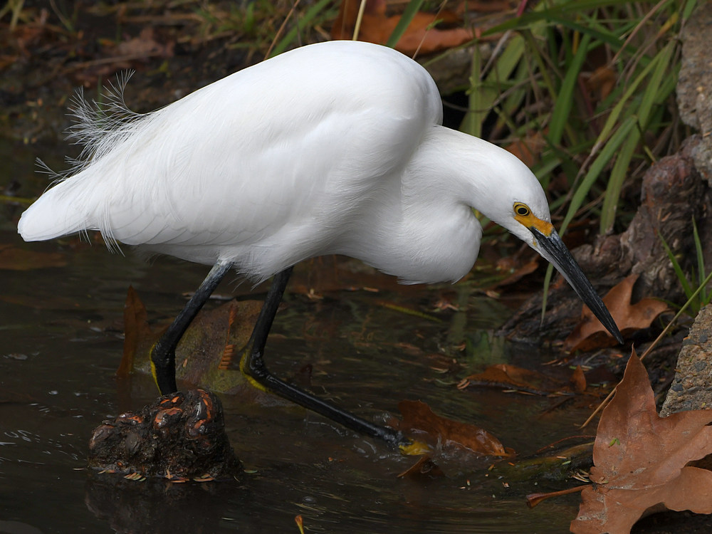 Egret9.jpg