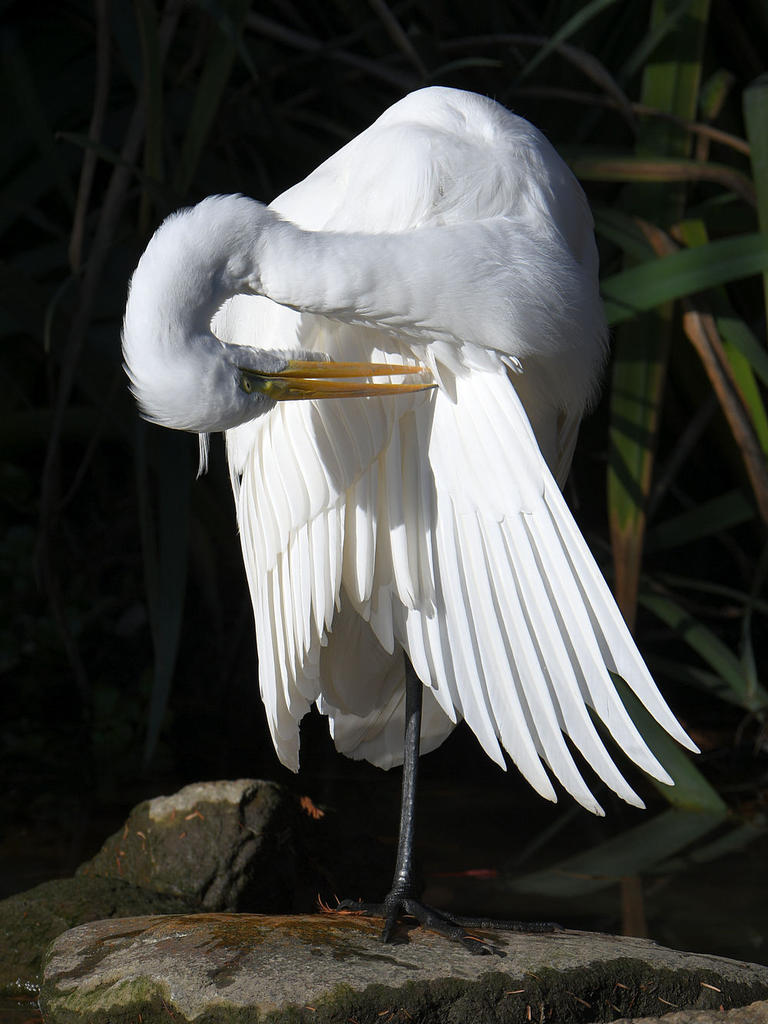 Egret9.jpg