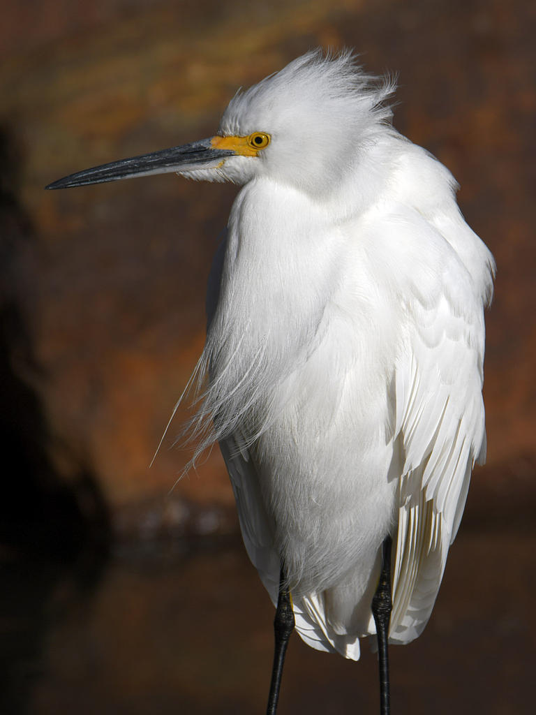 Egret9.jpg