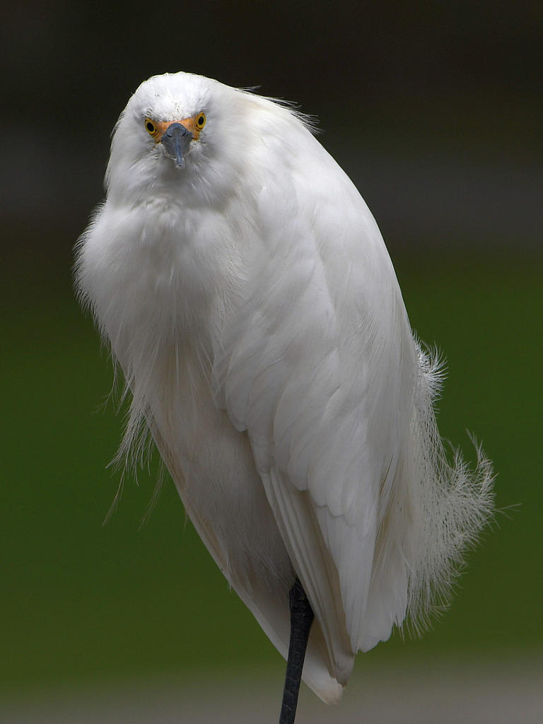 Egret9.jpg