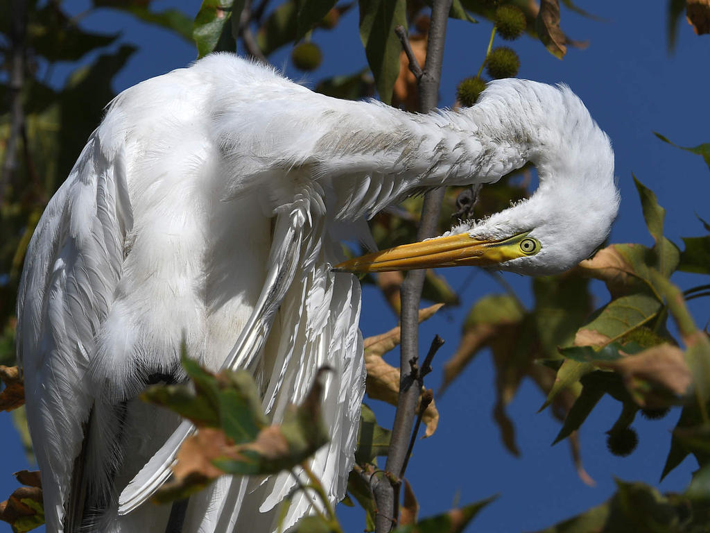 Egret9.jpg