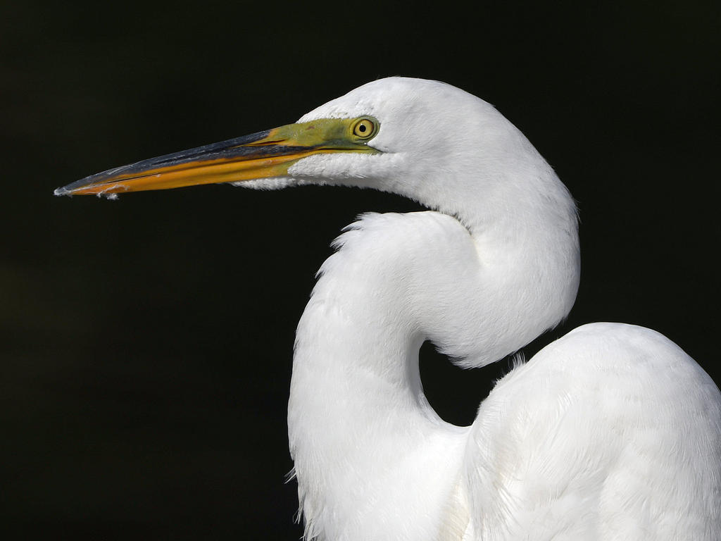 Egret9.jpg