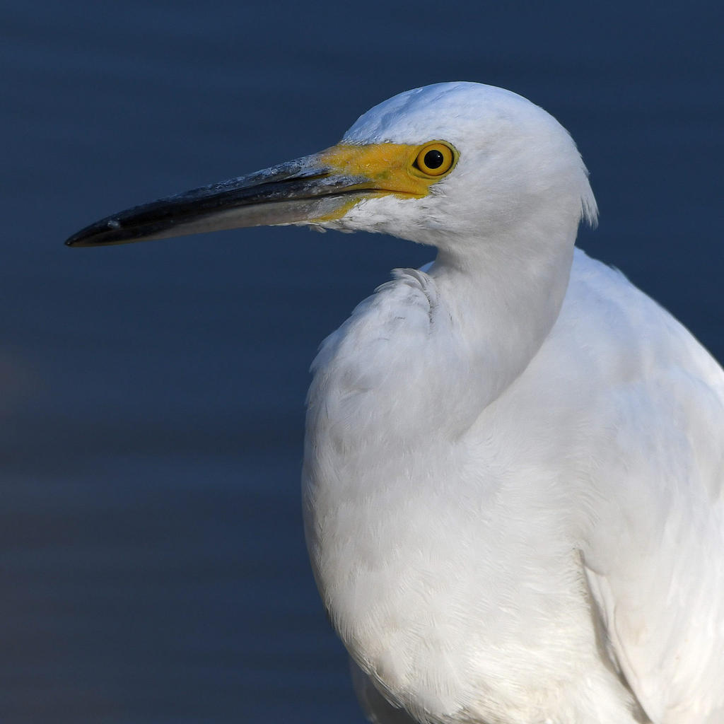 Egret9.jpg