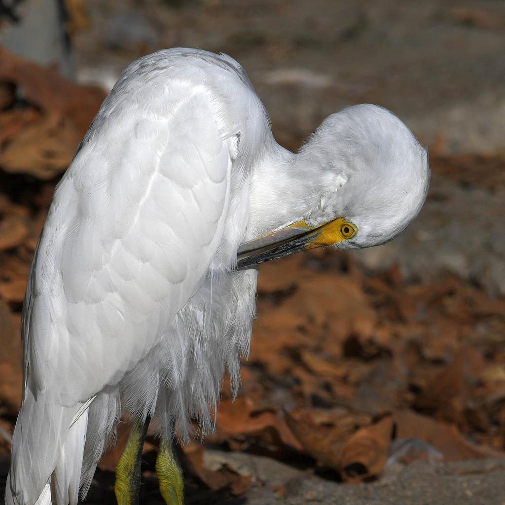 Egret9.jpg
