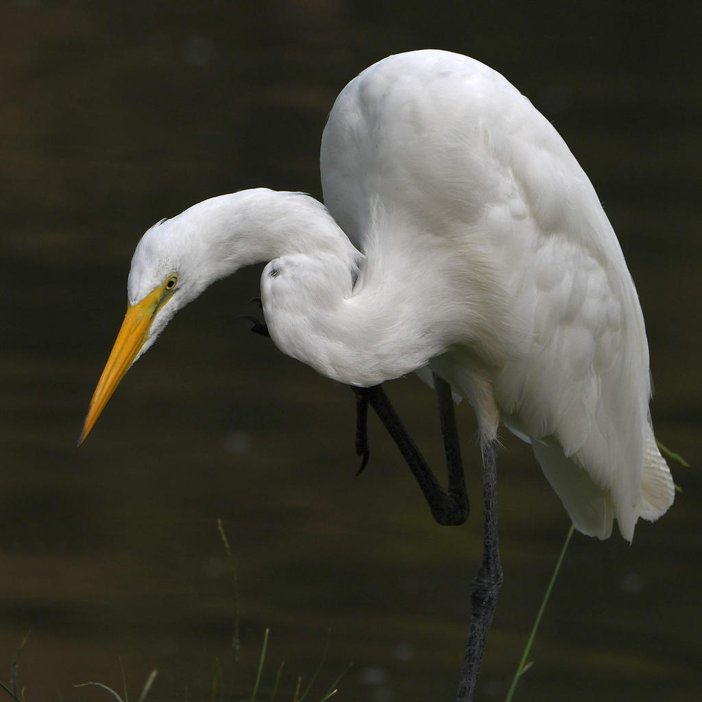 Egret9.jpg