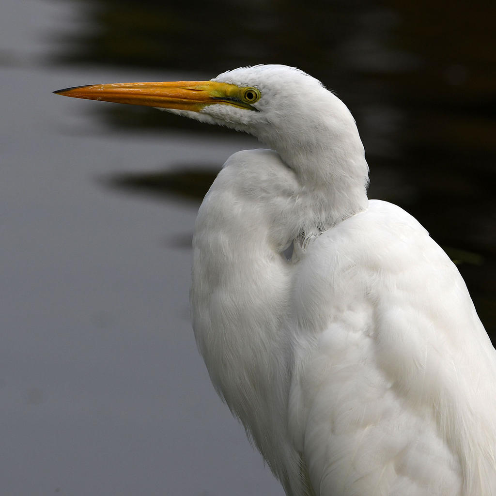 Egret9.jpg