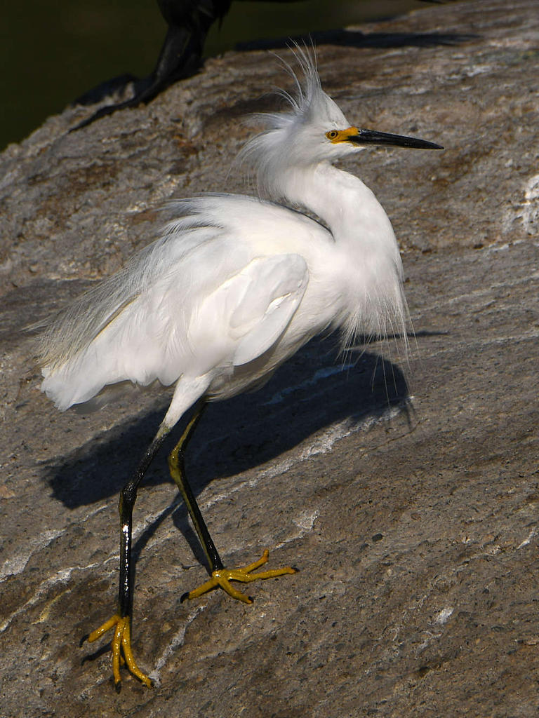 Egret9.jpg