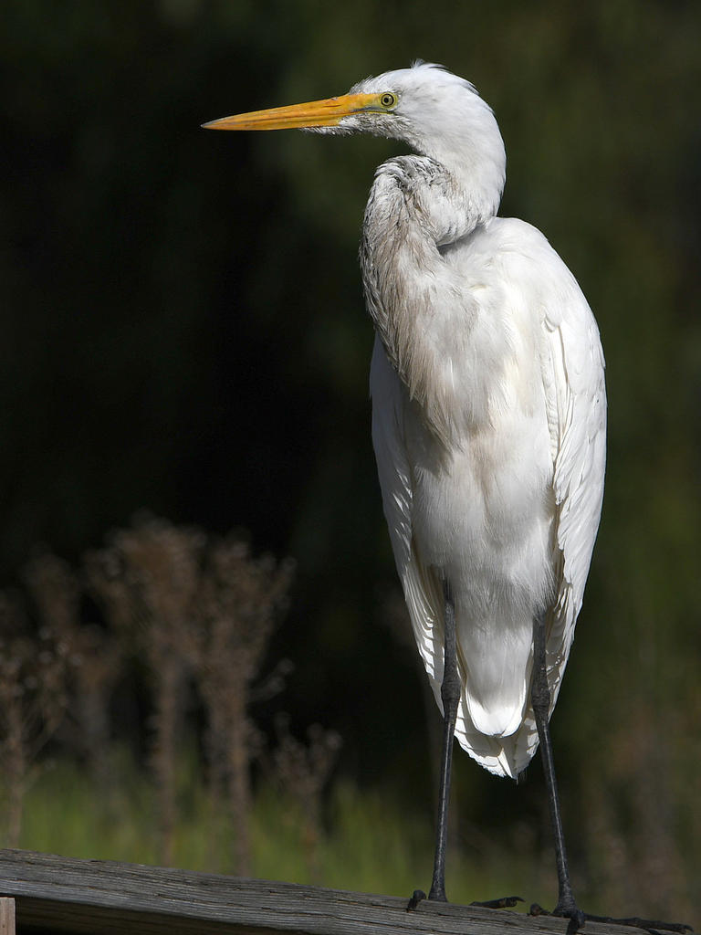 Egret9.jpg