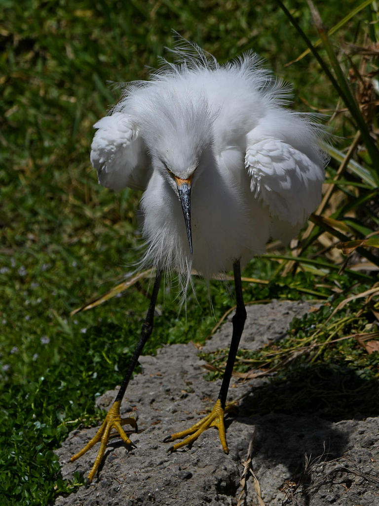 Egret9.jpg