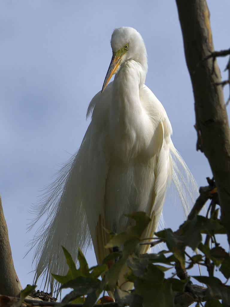 Egret9.jpg