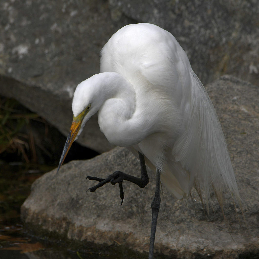 Egret9.jpg