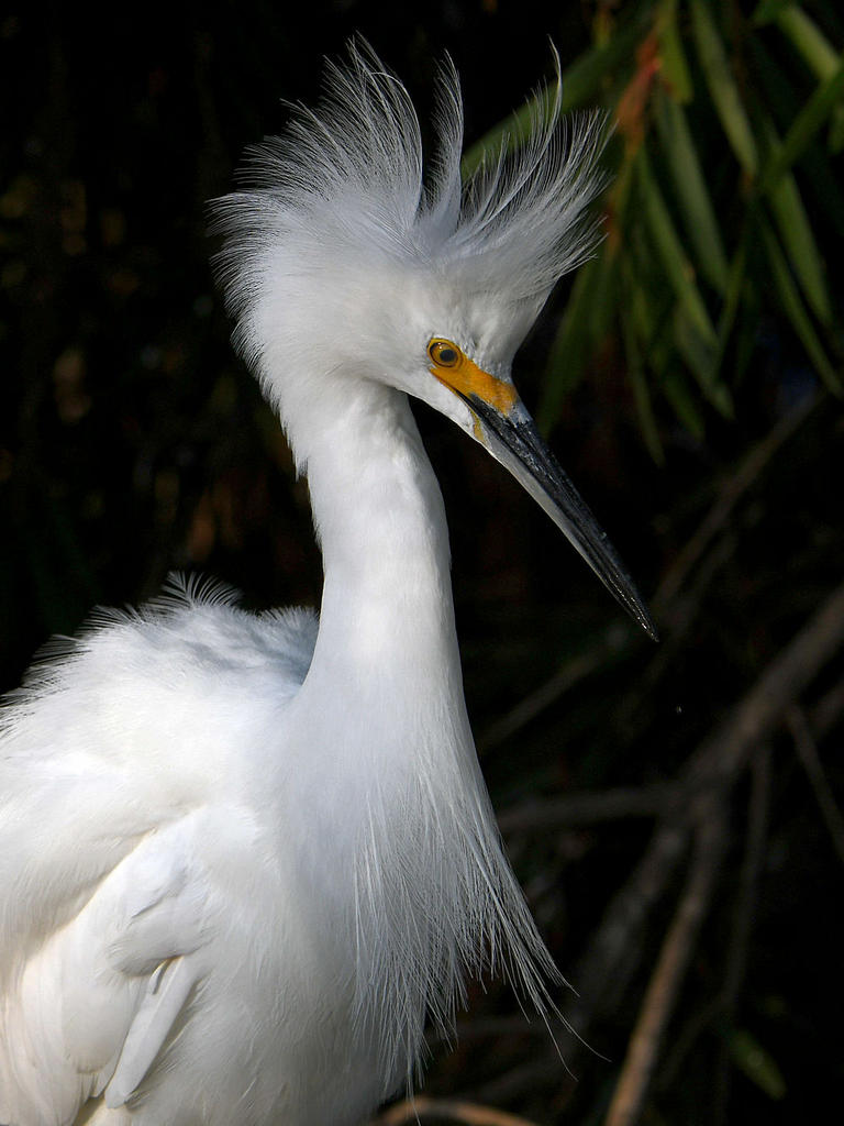 Egret9.jpg