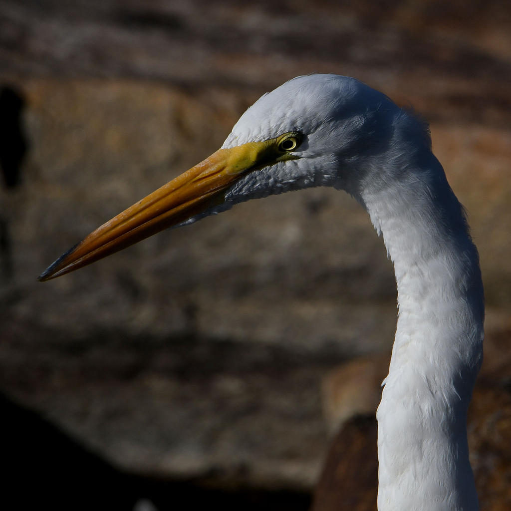 Egret9.jpg