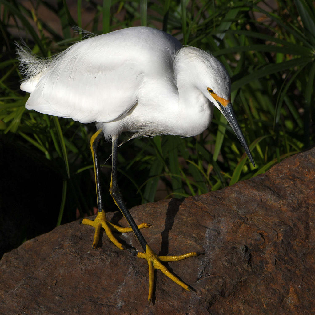 Egret9.jpg