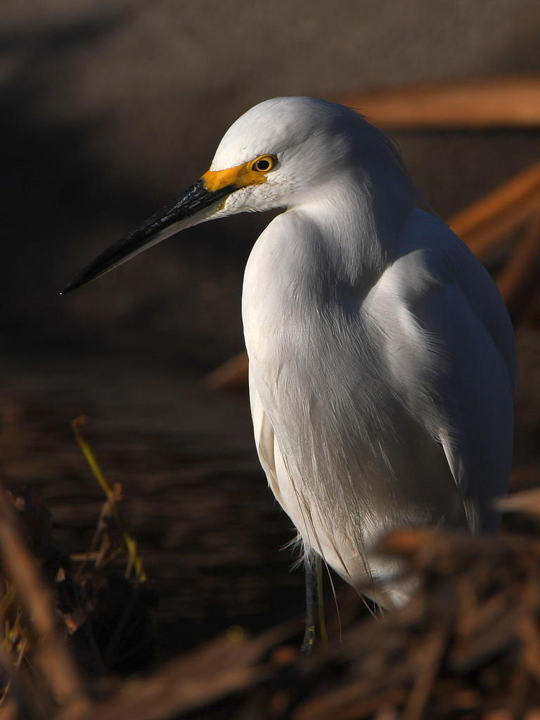 Egret9.jpg