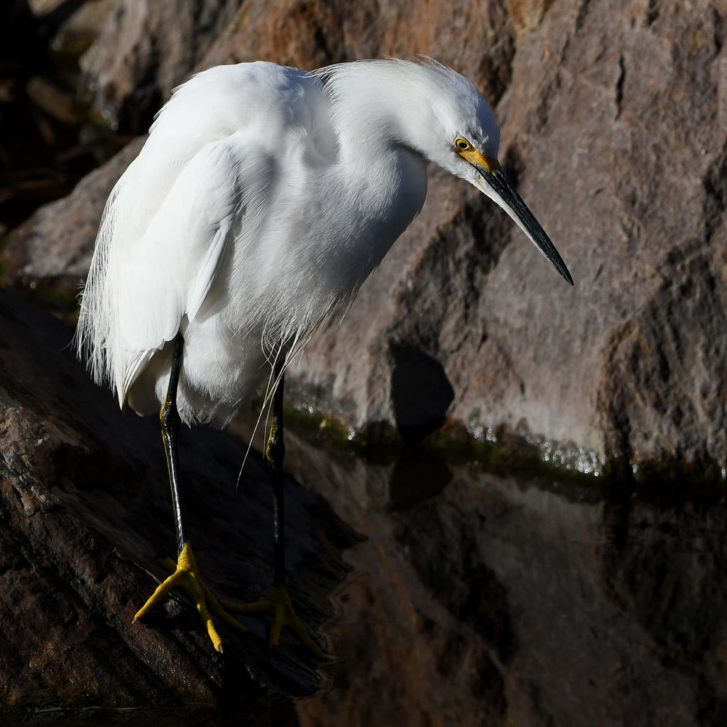Egret9.jpg