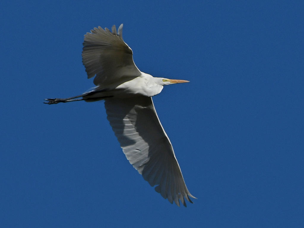 Egret9.jpg