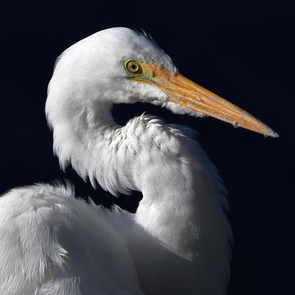 Egret9.jpg