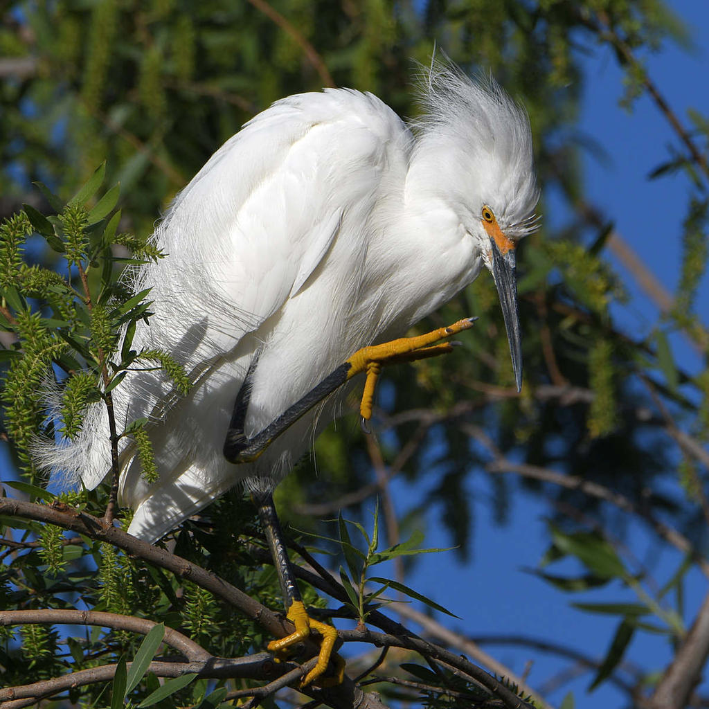 Egret9.jpg