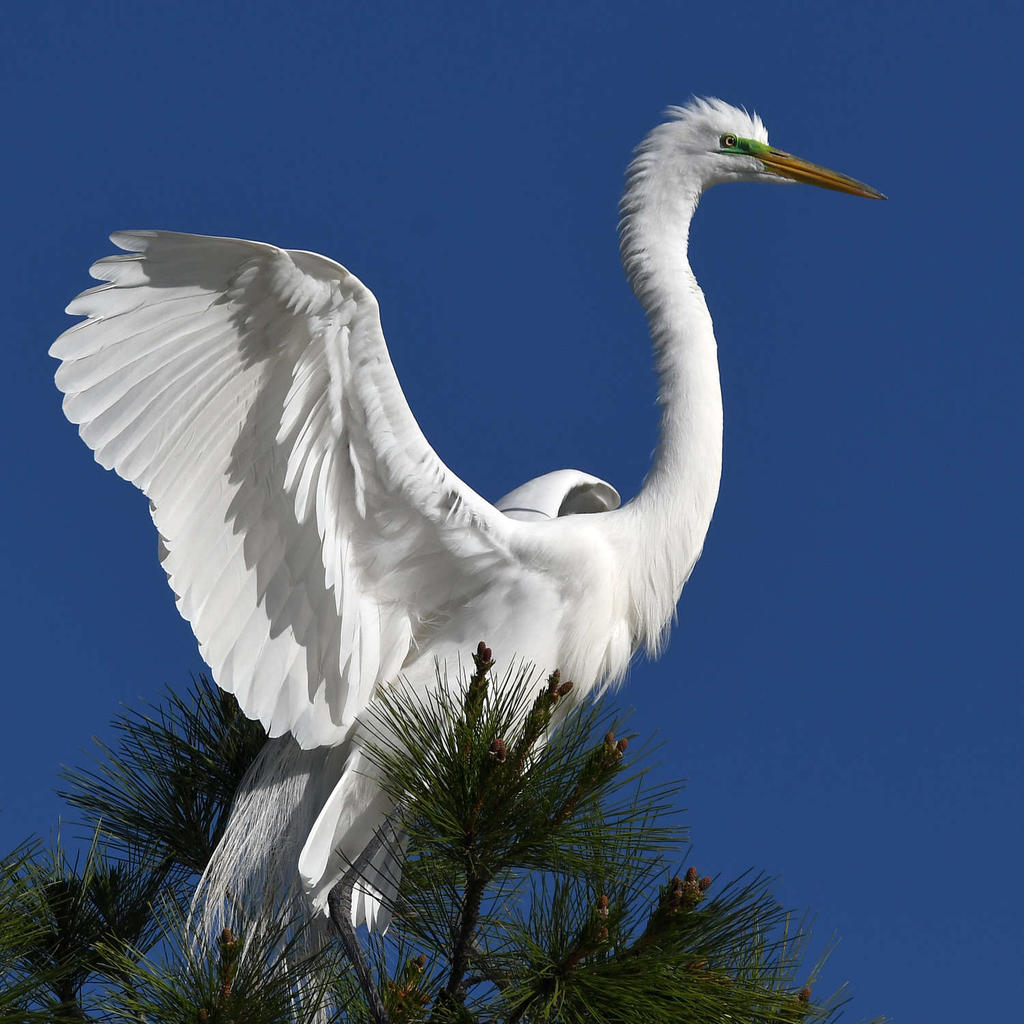 Egret9.jpg