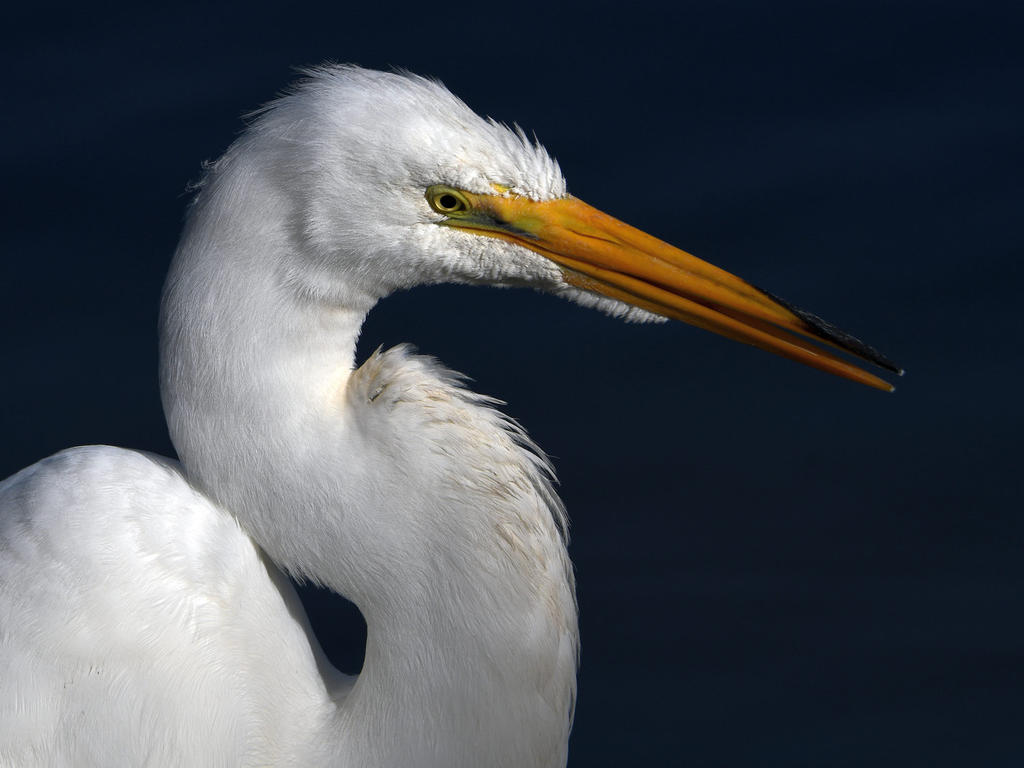 Egret9.jpg