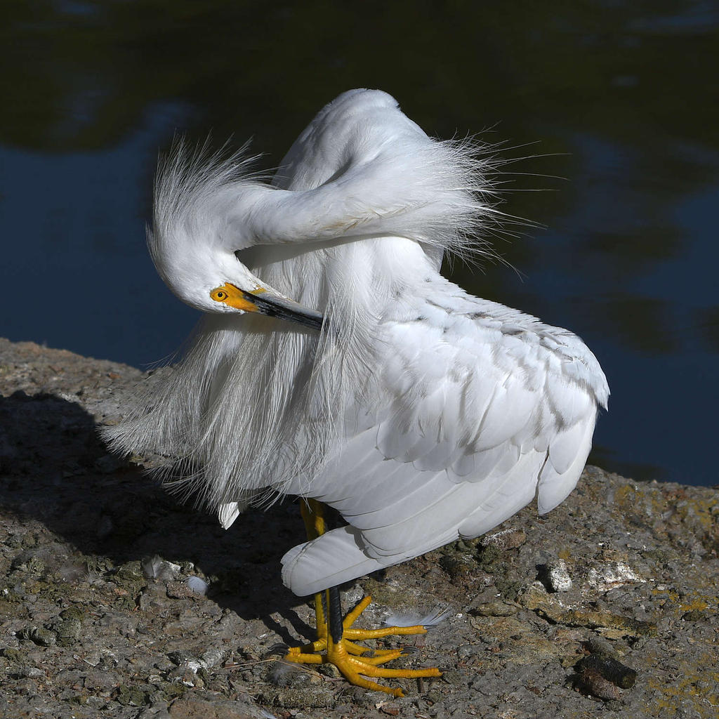 Egret9.jpg
