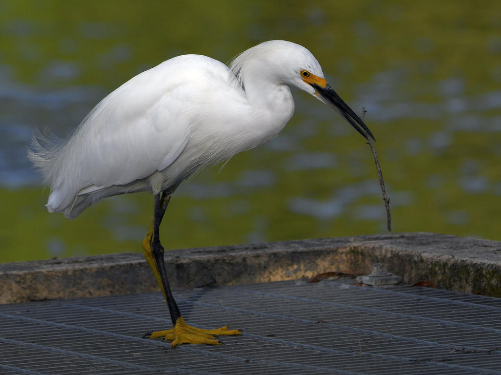 Egret9.jpg
