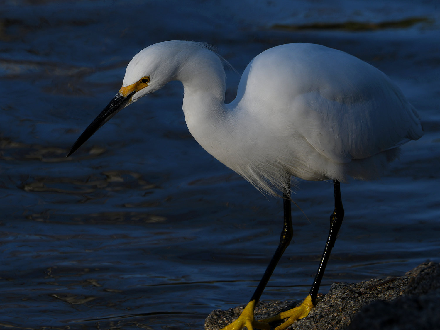 Egret9.jpg