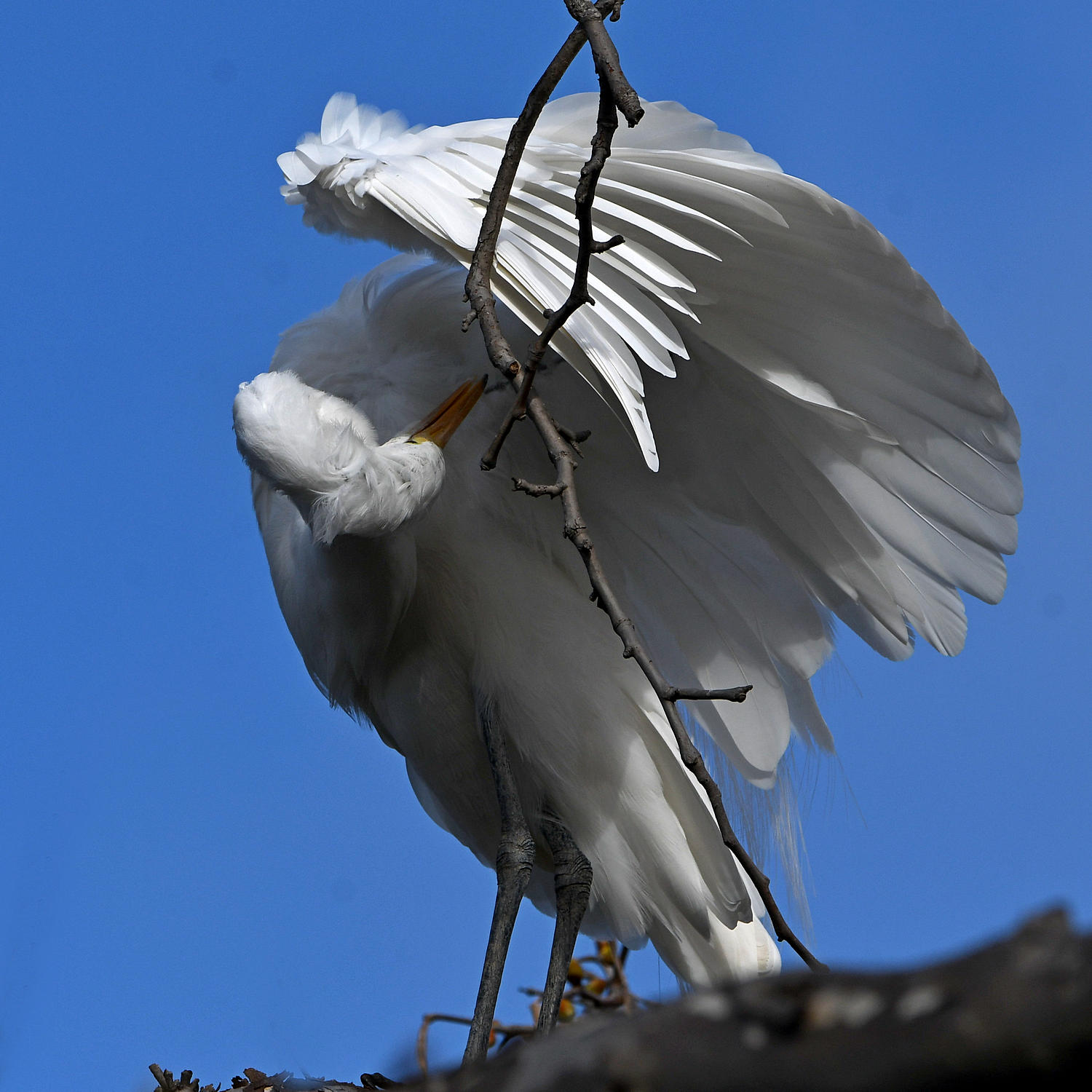 Egret9.jpg
