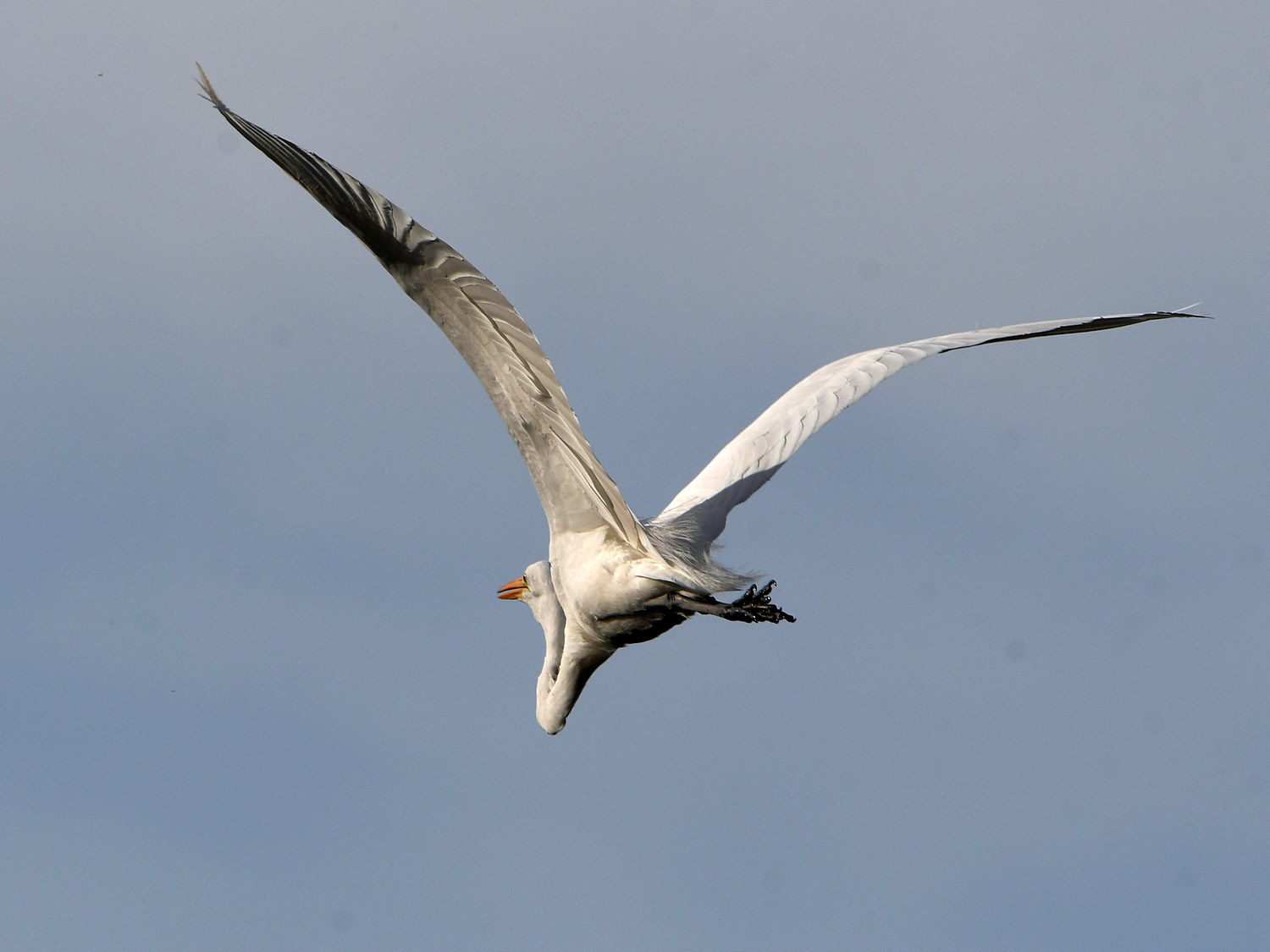 Egret9.jpg