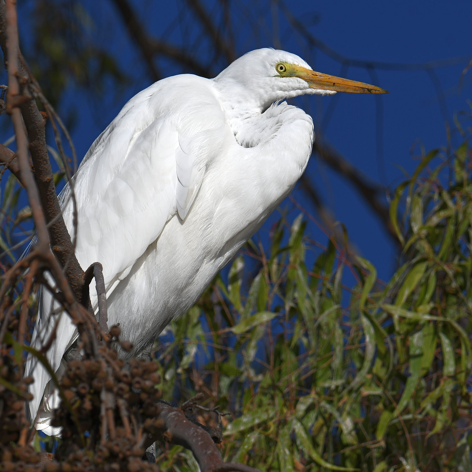 Egret9.jpg