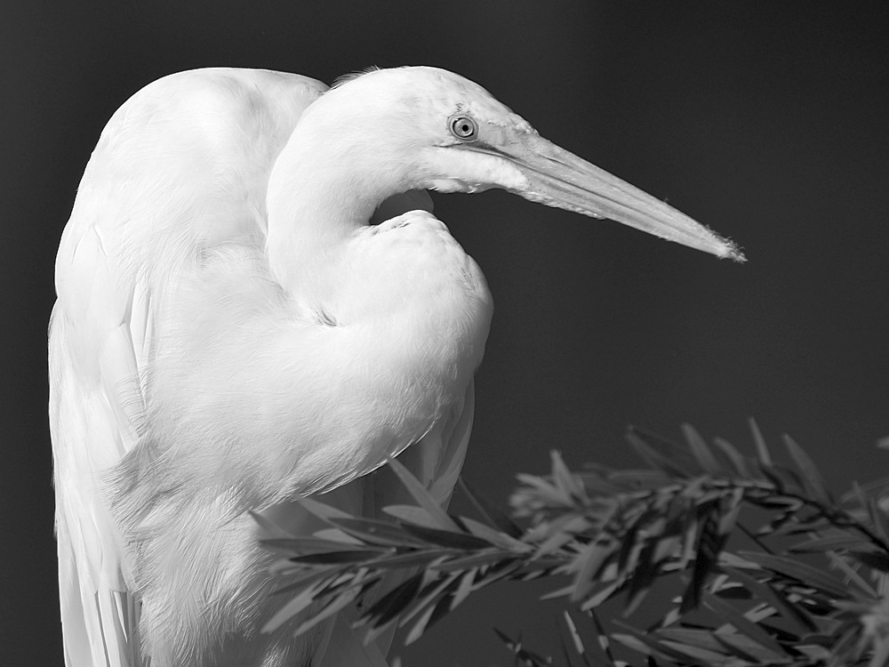 EgretBW.jpg