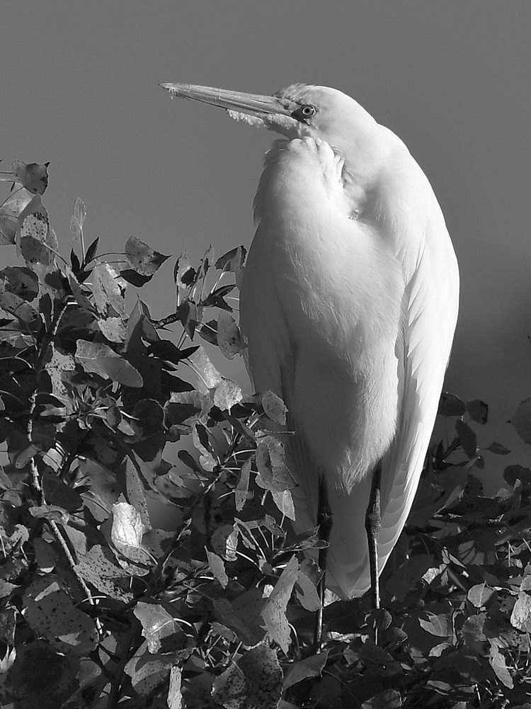 EgretBW.jpg