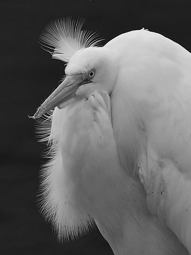 EgretBW.jpg