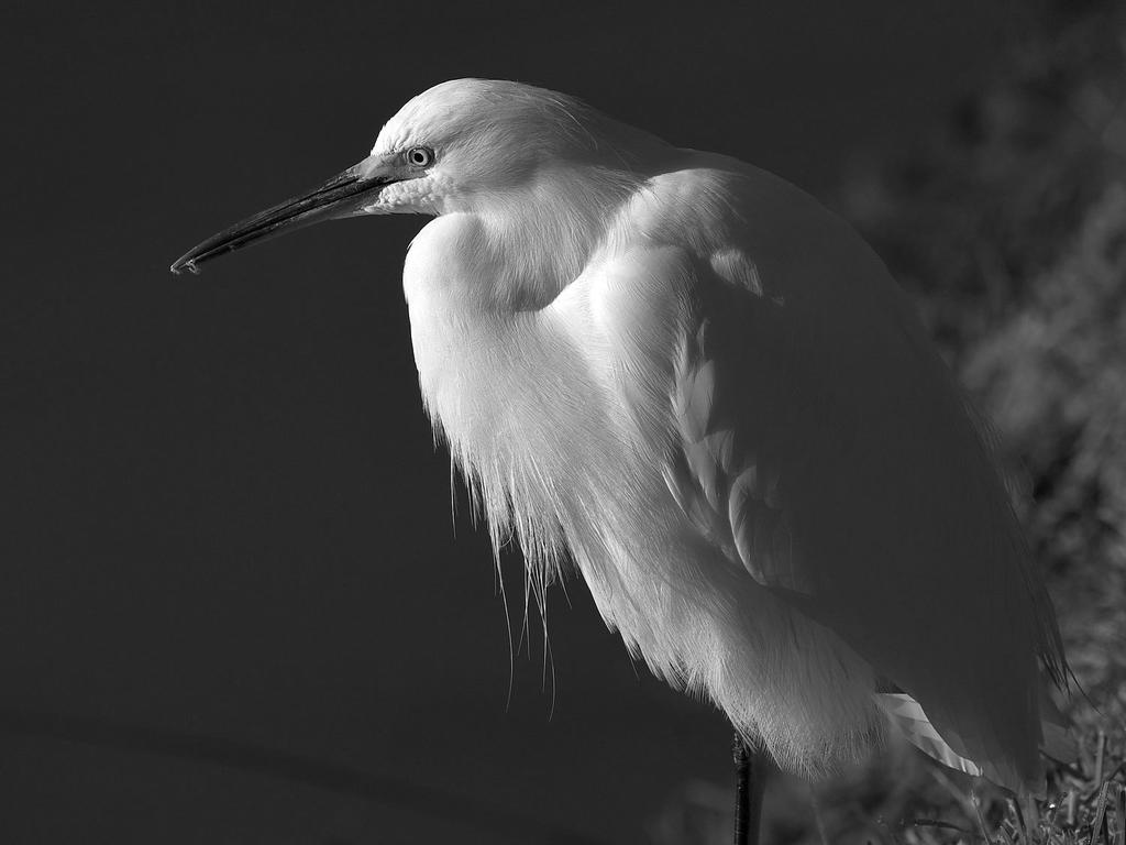 EgretBW.jpg