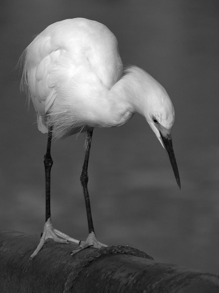 EgretBW.jpg