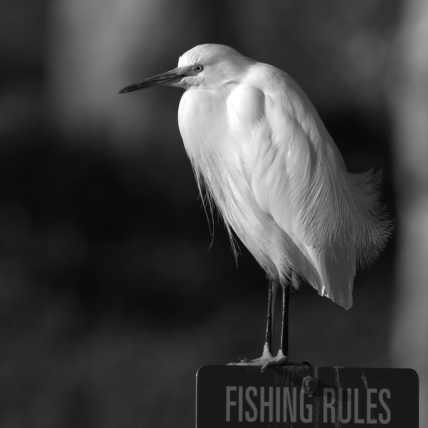 EgretBW.jpg