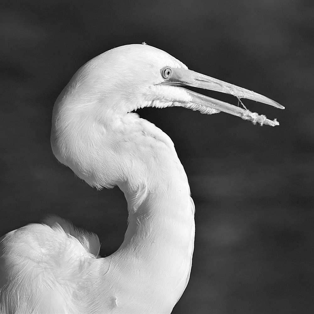 EgretBW2.jpg
