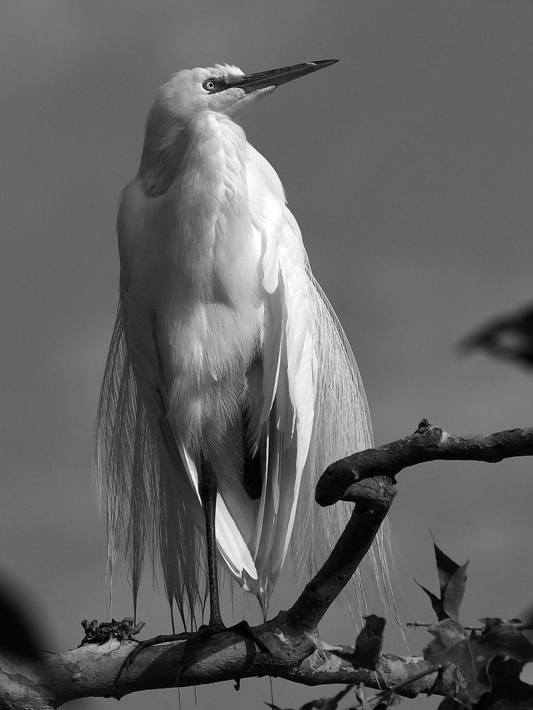 EgretBW2.jpg