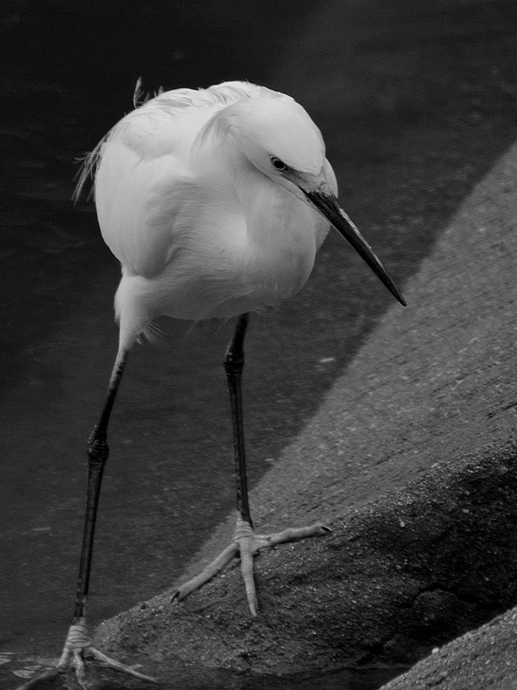 EgretBW3.jpg